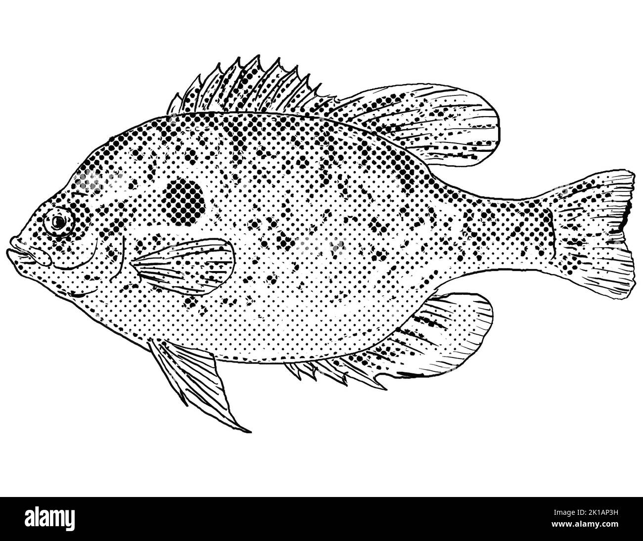 Cartoon style line drawing of a Longear sunfish or Lepomis megalotis a freshwater fish endemic to North America with halftone dots shading on isolated Stock Photo