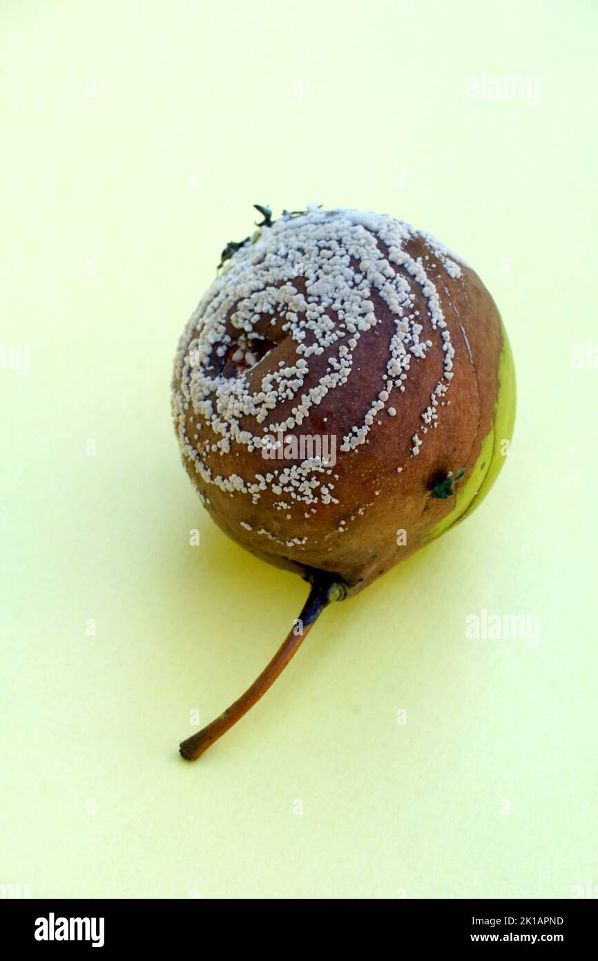 Rotten and decomposing organic pear . Stock Photo