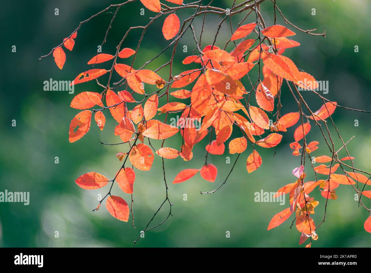 Red leaves falling hi-res stock photography and images - Alamy