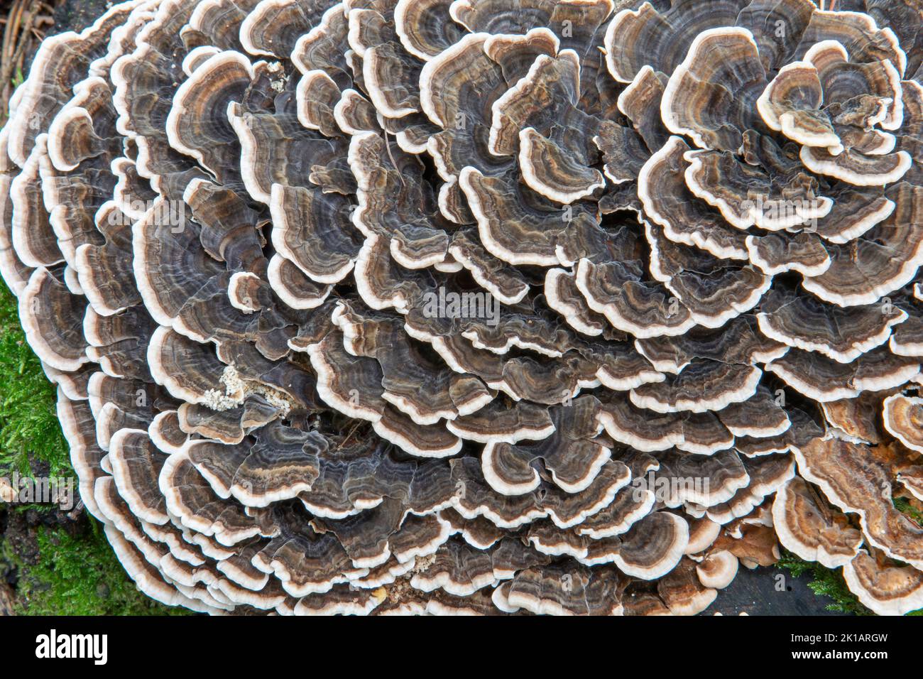 Trametes versicolor growing in the forest. The mushroom is also known as Turkey tail , Coriolus versicolor or Polyporus versicolor. Stock Photo