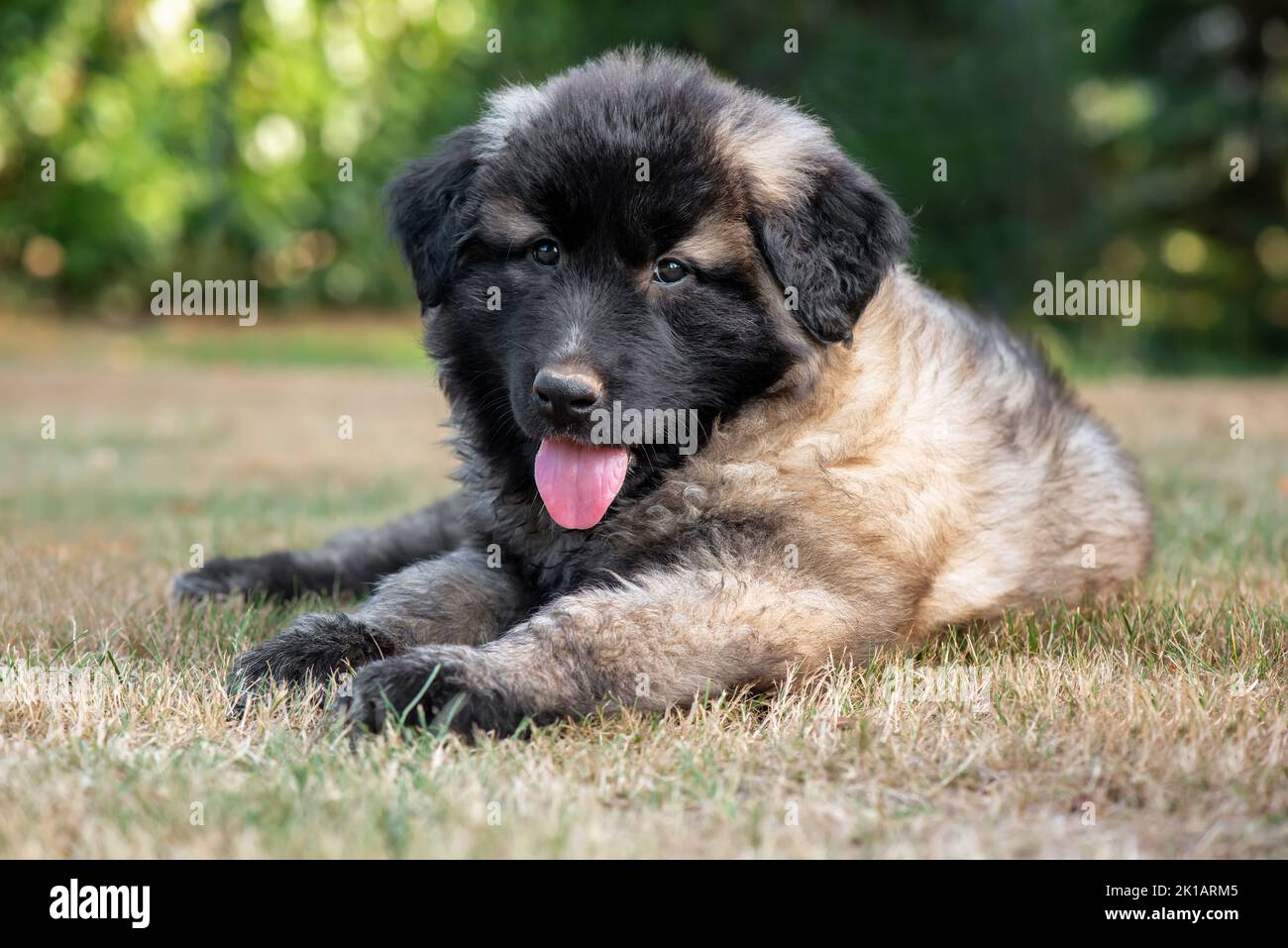 Two months old Estrela Mountain Dog puppy.It is a large breed of dog from the Estrela Mountains of Portugal bred to guard herds and homesteads.It is'o Stock Photo