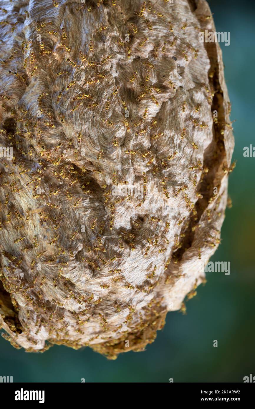 Yellow Paper Wasps (Ropalidia romandi) at nest. September 2022. Cow Bay. Daintree National Park. Queensland. Stock Photo