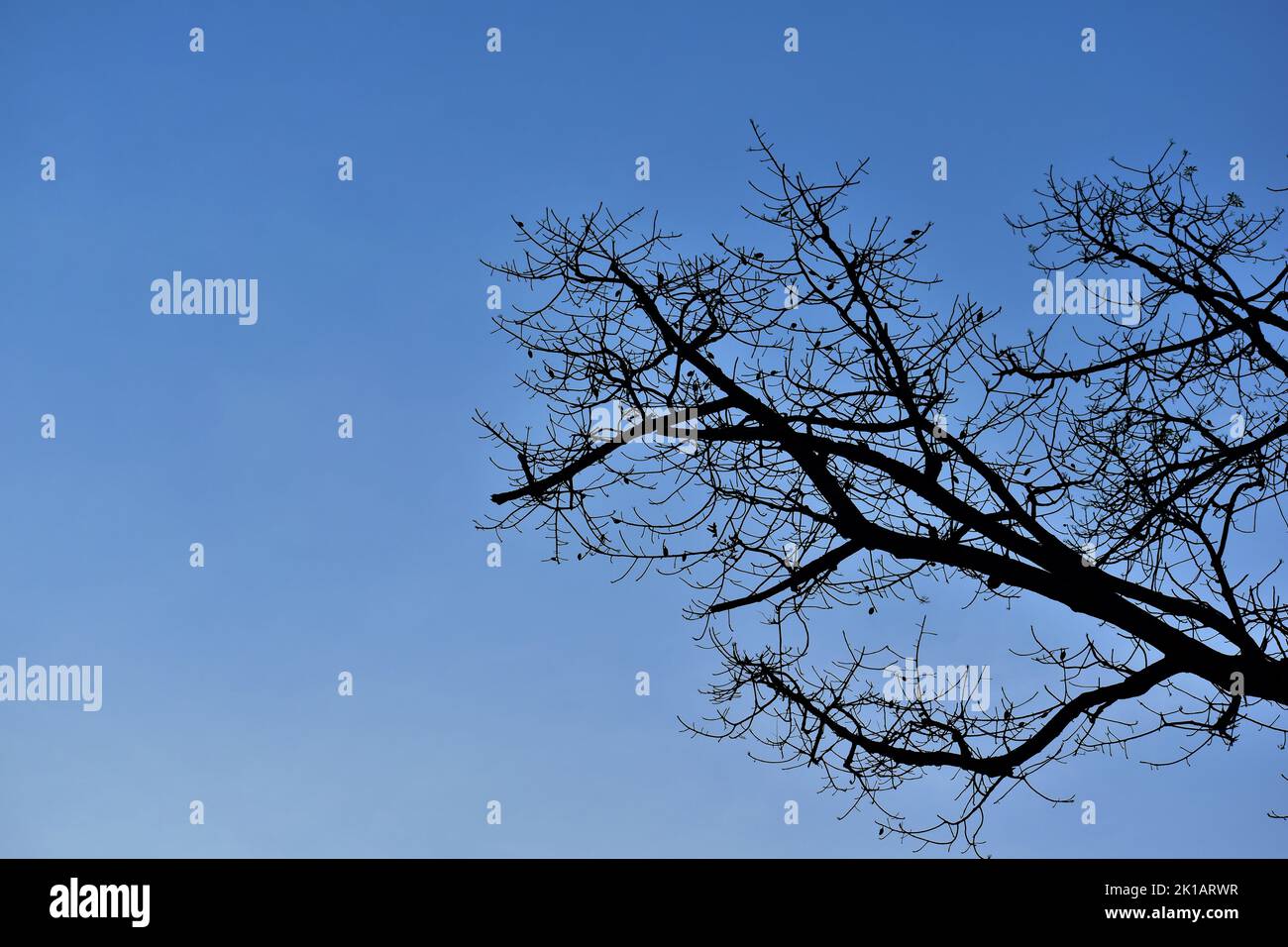 Dried tree branch against blue sky background Stock Photo