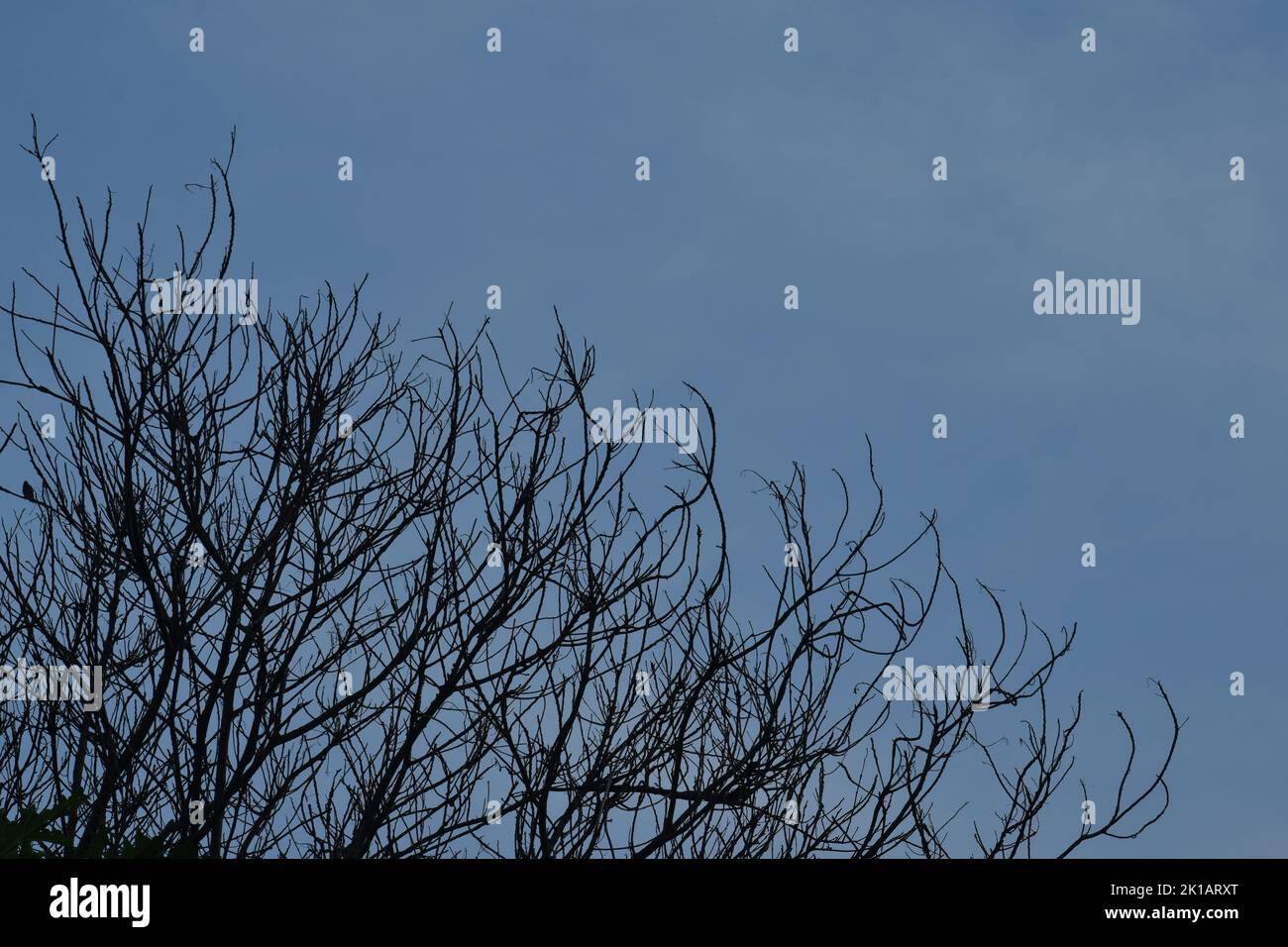 Dried tree branch against blue sky background Stock Photo