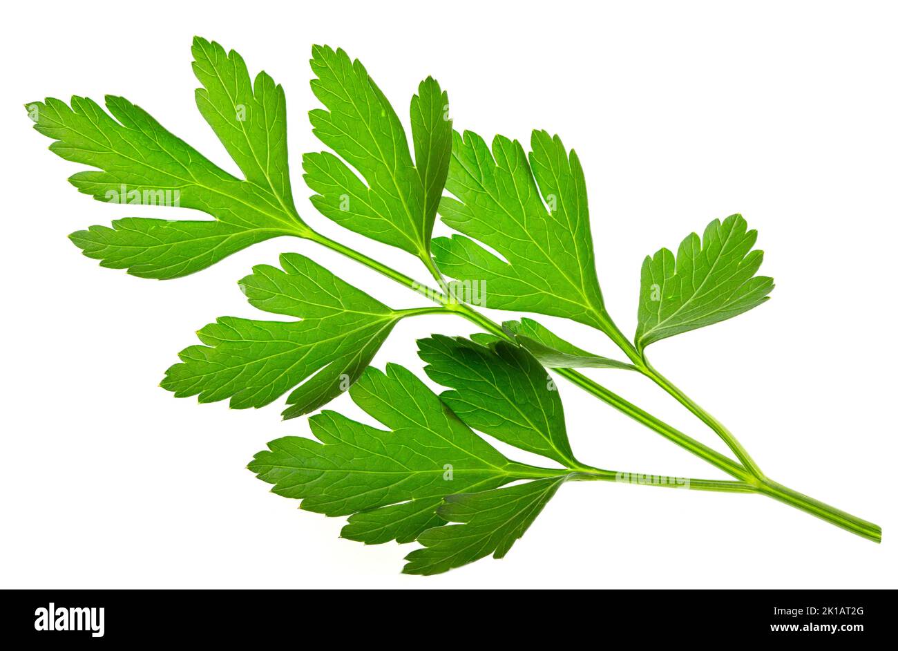 Fresh green Italian parsley isolated on a white background Stock Photo