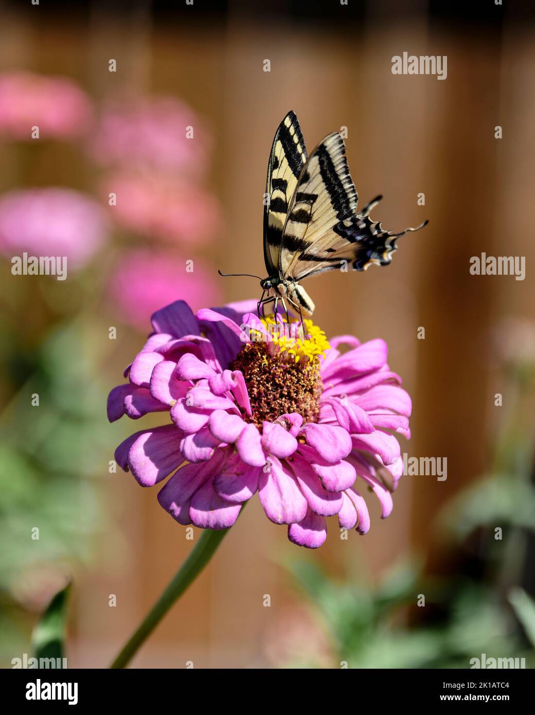 High resolution butterfly art hi-res stock photography and images - Alamy