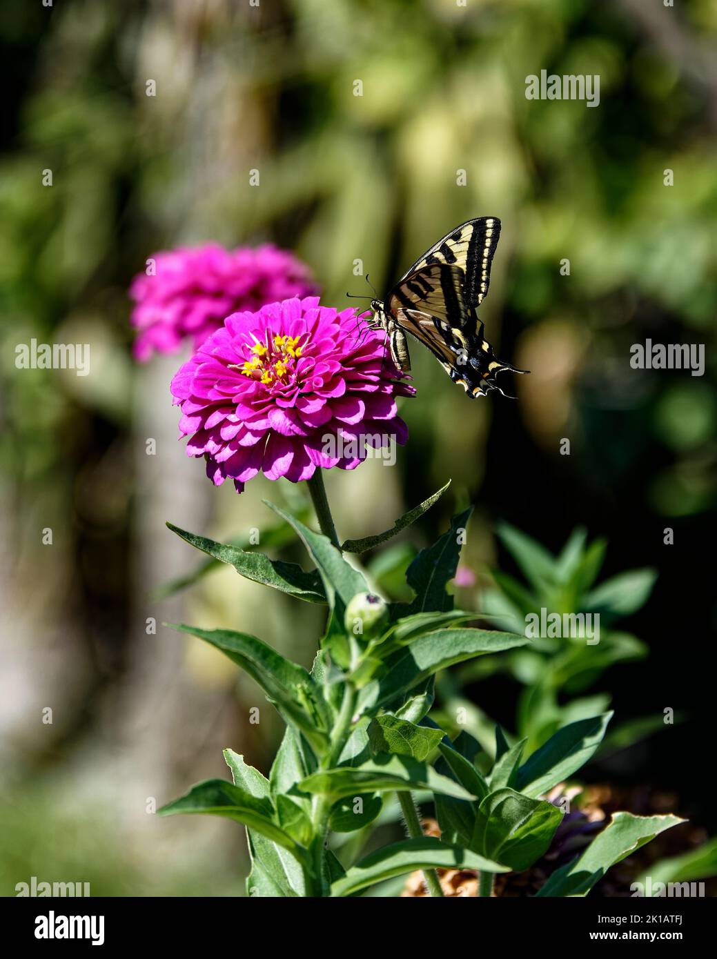 High resolution butterfly art hi-res stock photography and images - Alamy