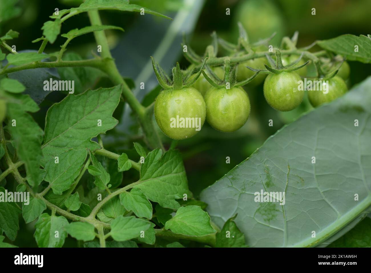 Greesn tomatoes on the bush as a close up Stock Photo