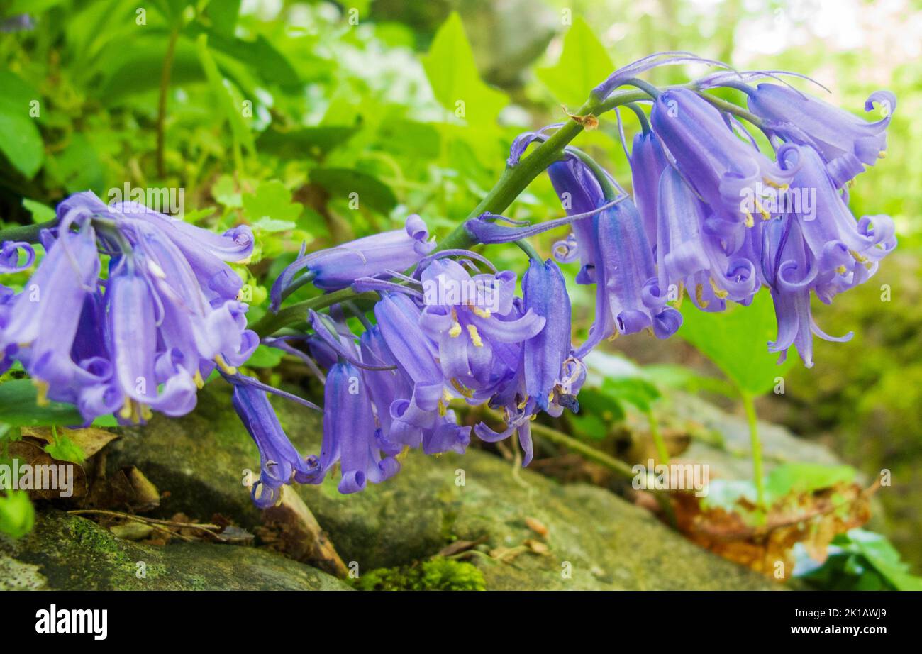Bluebell flowers close up Stock Photo