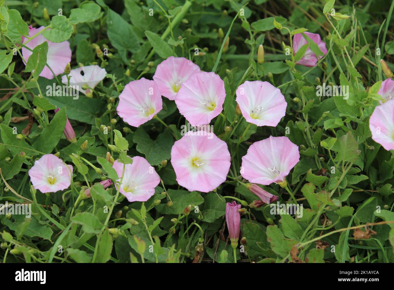 Field bindweed is a beautiful wild flower. The tree is a herbaceous
