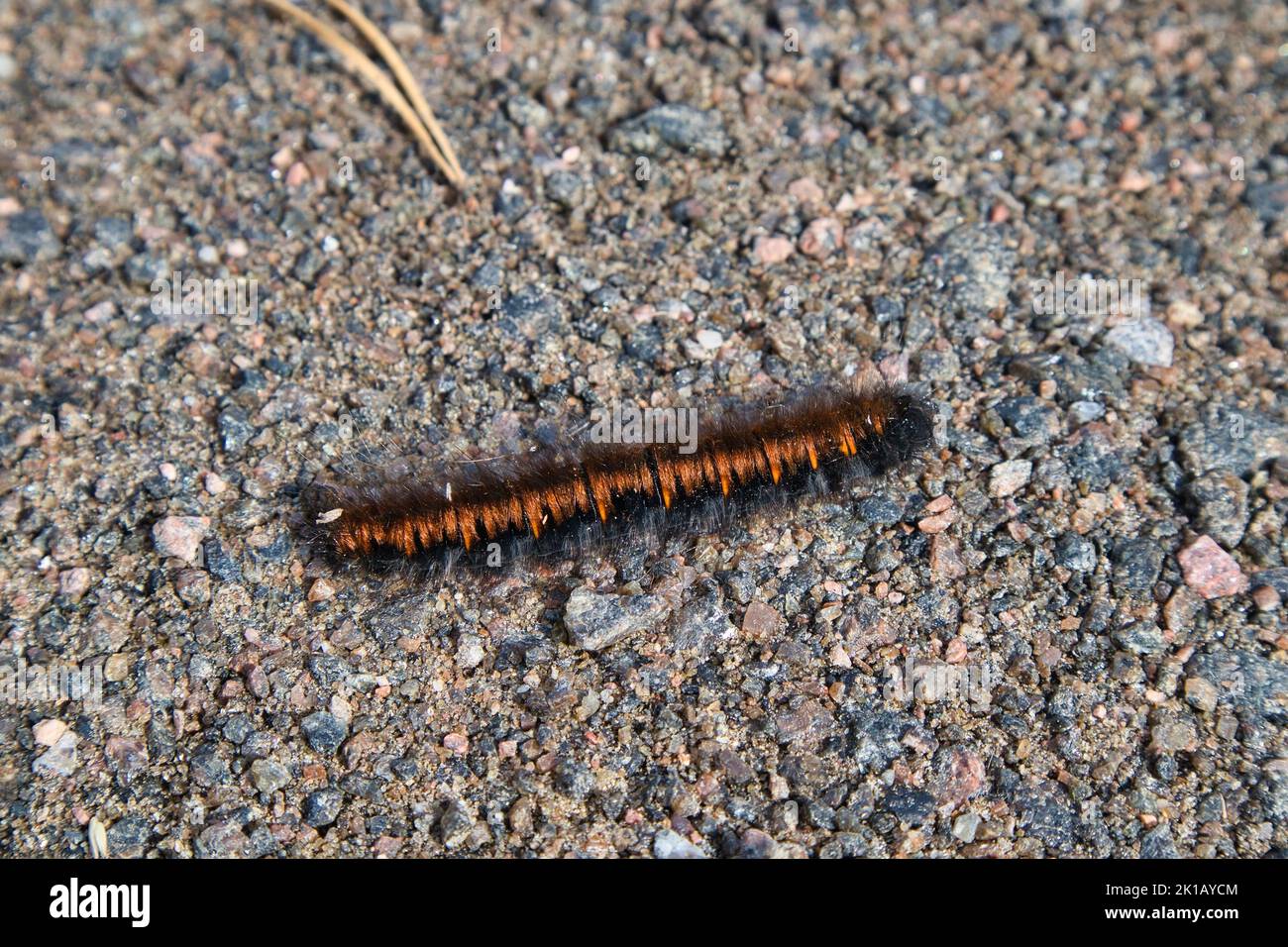 Macrothylacia rubi, the fox moth caterpillar Stock Photo