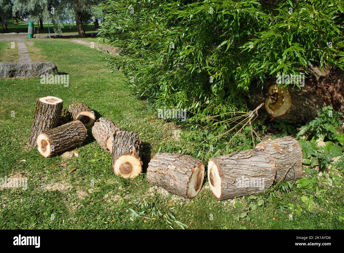 cut down tree logs in a city park Stock Photo