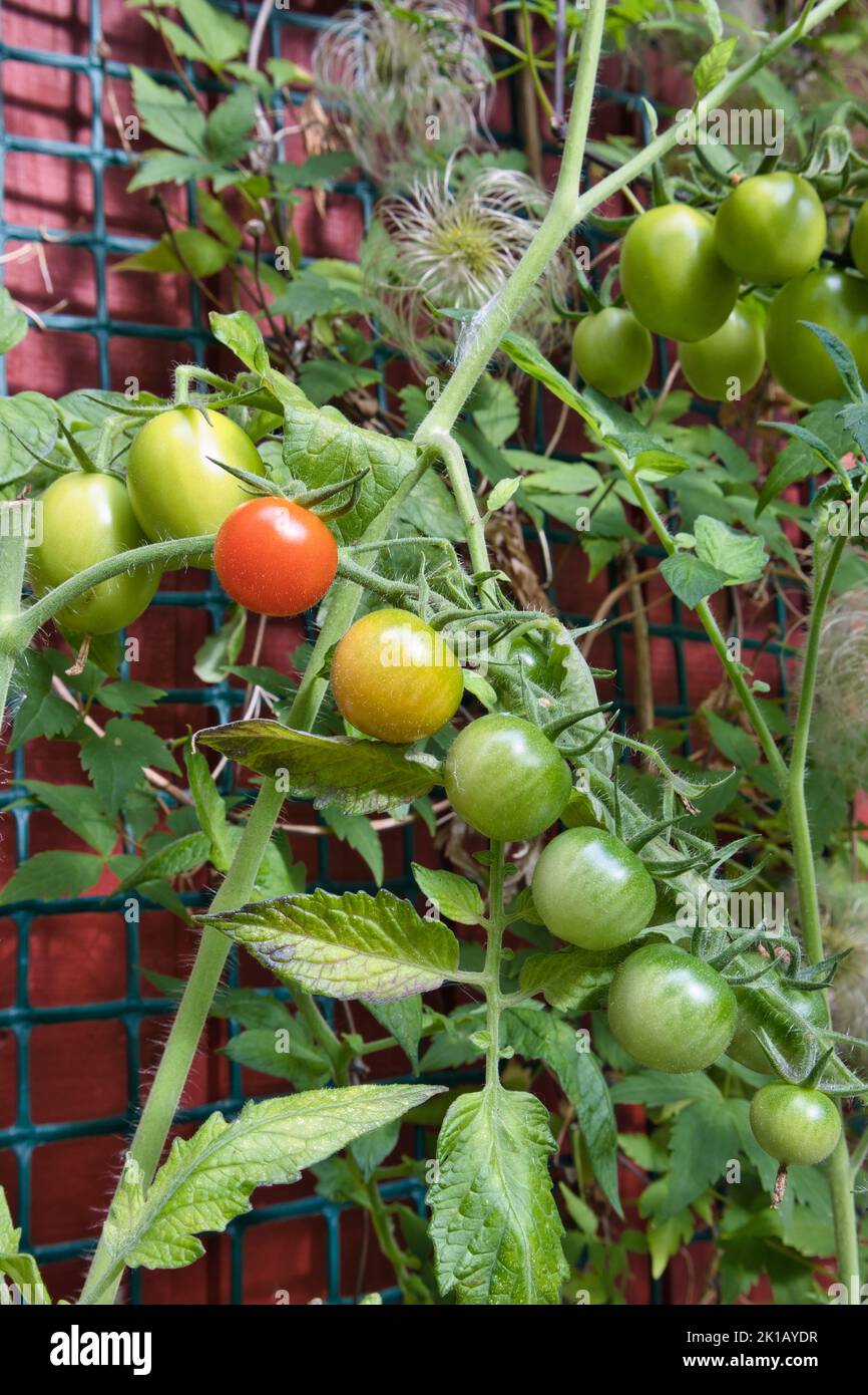 raw tomatoes ripening on a branch outdoors Stock Photo