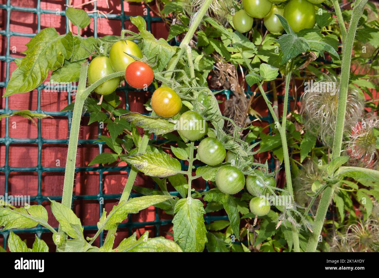 raw tomatoes ripening on a branch outdoors Stock Photo