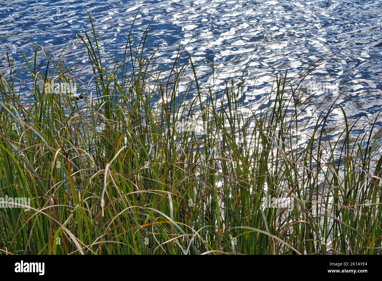 grass on the lake shore in sunlight Stock Photo