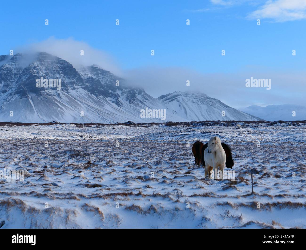 a landscape shot of Icelandic horses standing in the snow covered field ...