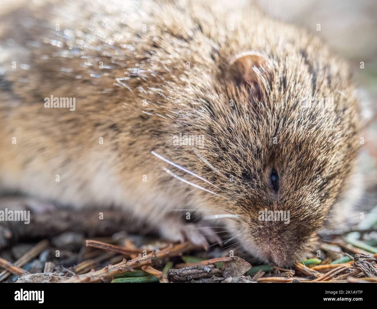 A closeup of a Common vole on the ground with a blurry background ...