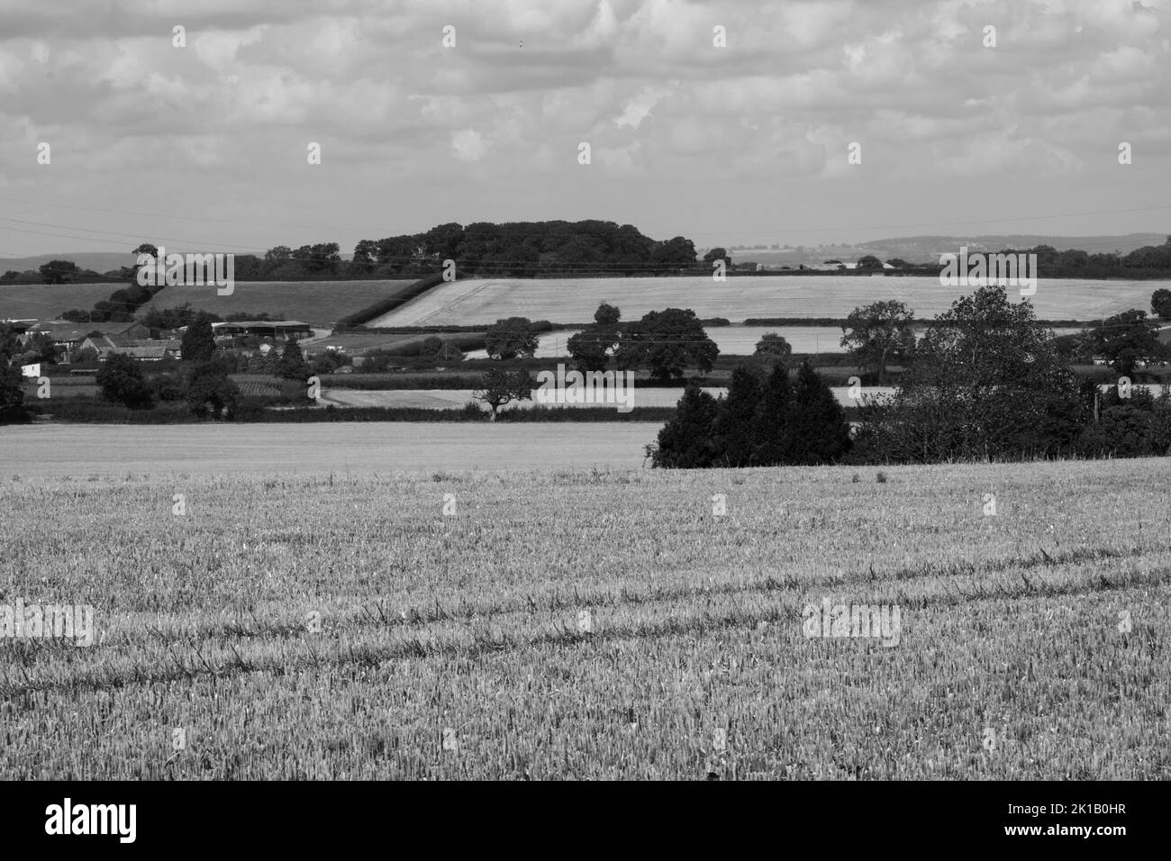 wheat field black and white Stock Photo Alamy