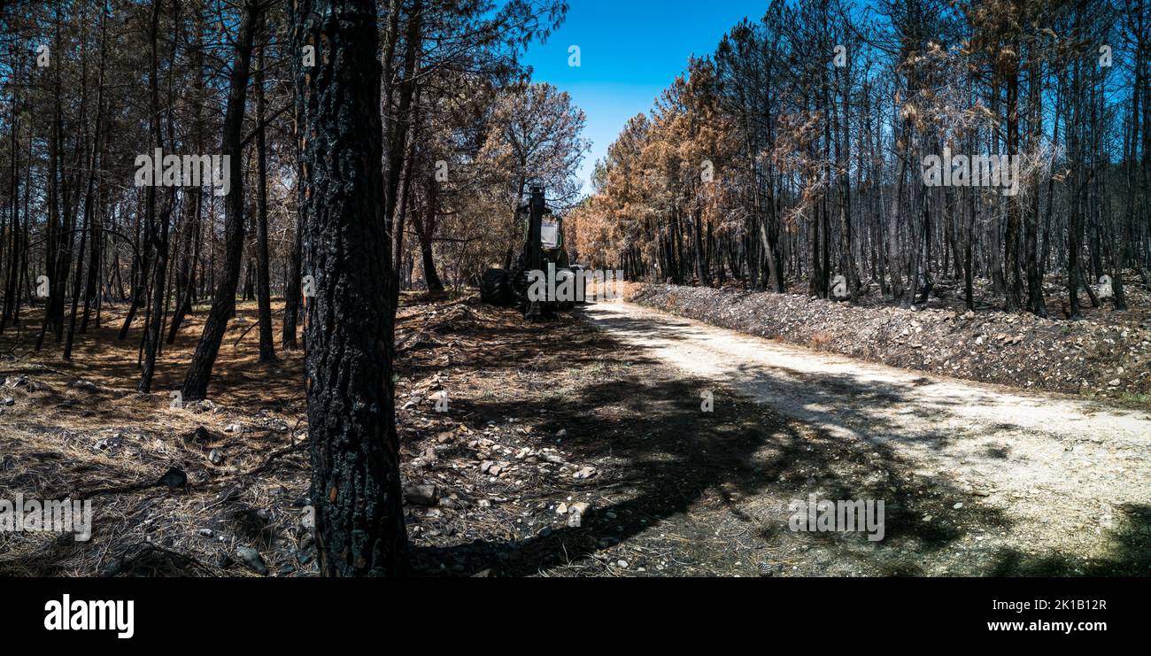 Burnt pine tree forest and machinery waiting Stock Photo