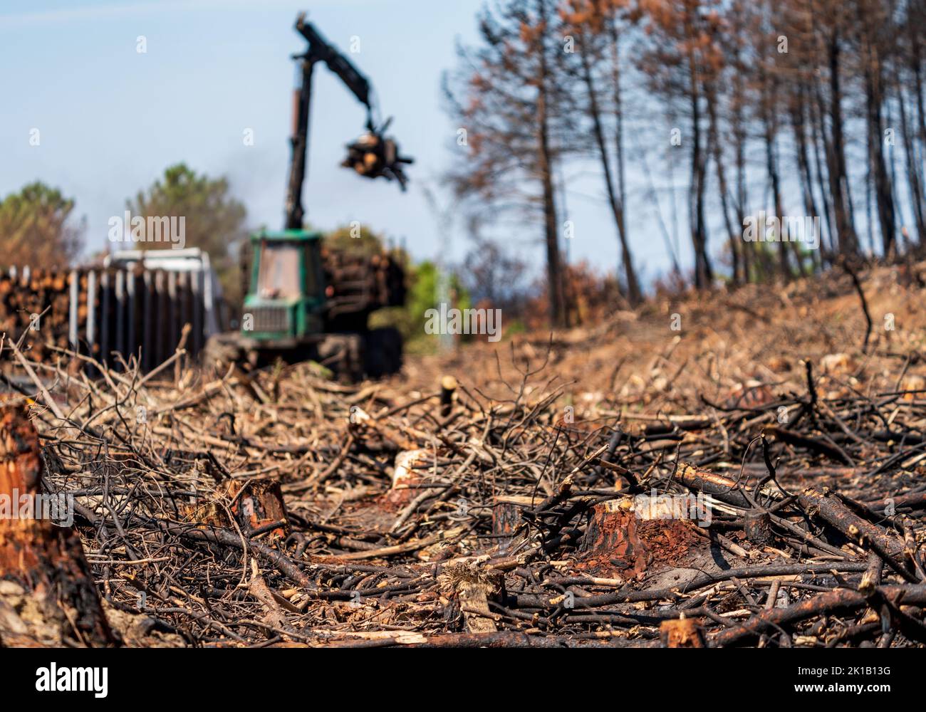 Burnt pine tree forest sliced trunks and machinery working Stock Photo