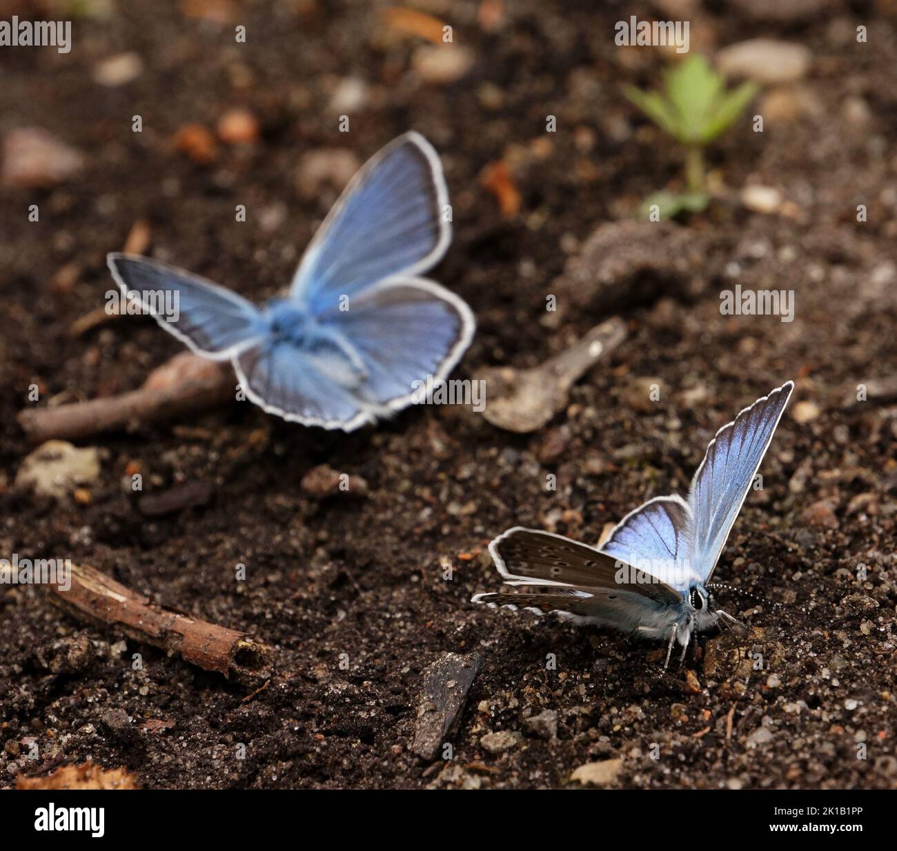 área marginal hi-res stock photography and images - Alamy