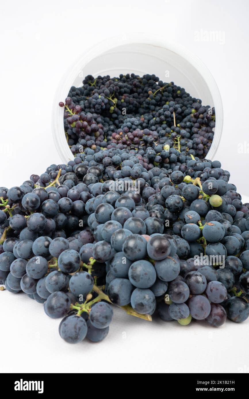 dark grapes for making wine on a white background close-up. Stock Photo