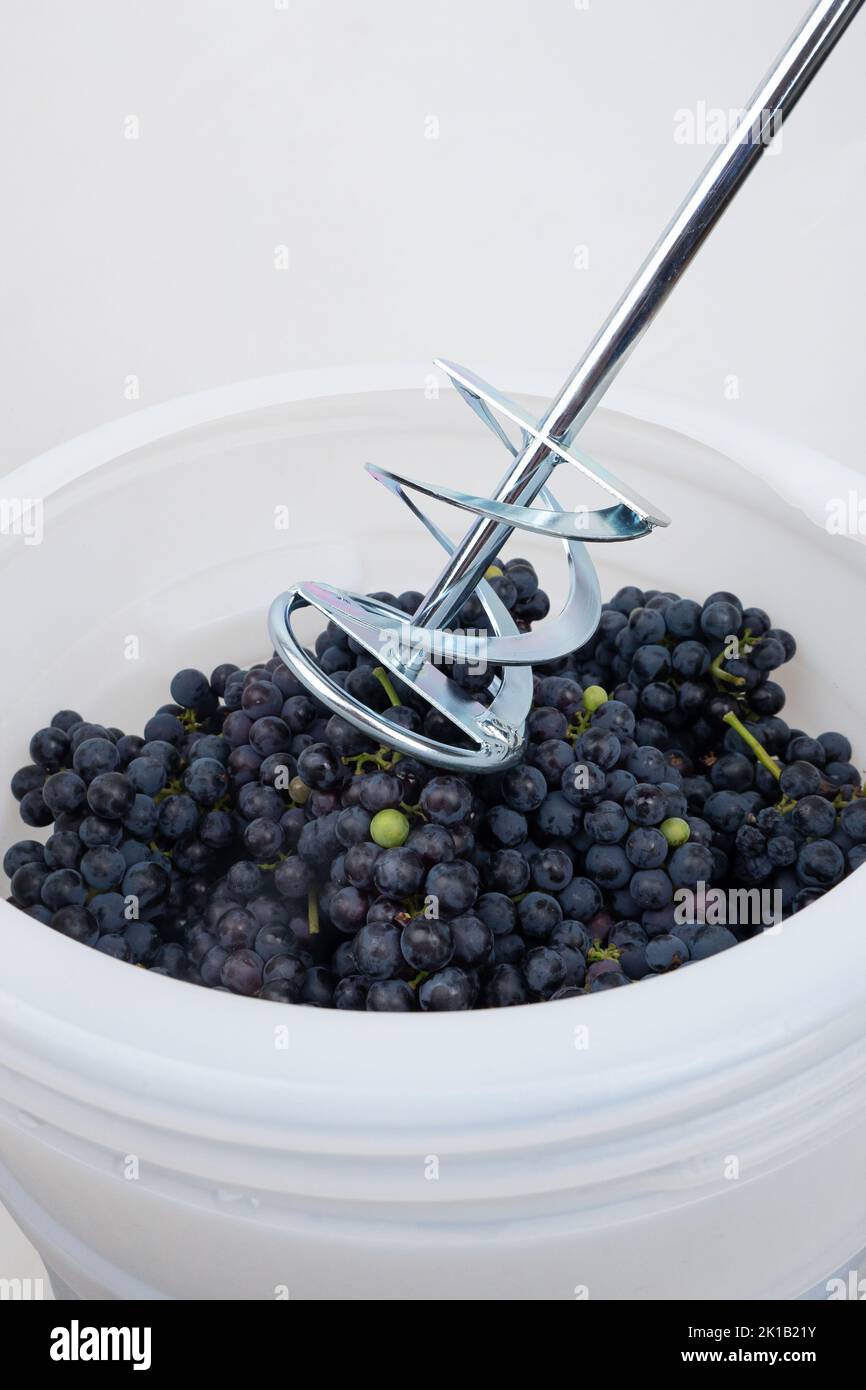 whipping dark blue grapes with a mixer in a barrel, the process of making homemade wine. Stock Photo