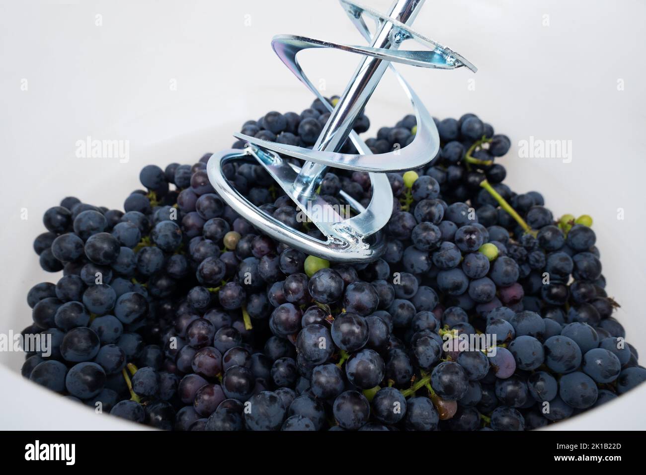 mixer crush fresh grapes in a container, the process of making red wine. Stock Photo
