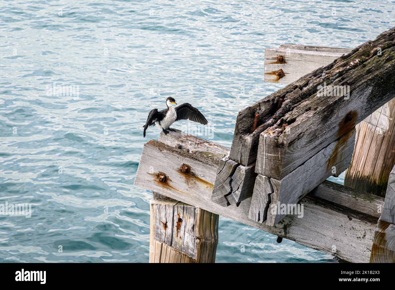 Little Pied Cormorant drying its wings on the remnants of old Busselton, Western Australia, Australia Stock Photo