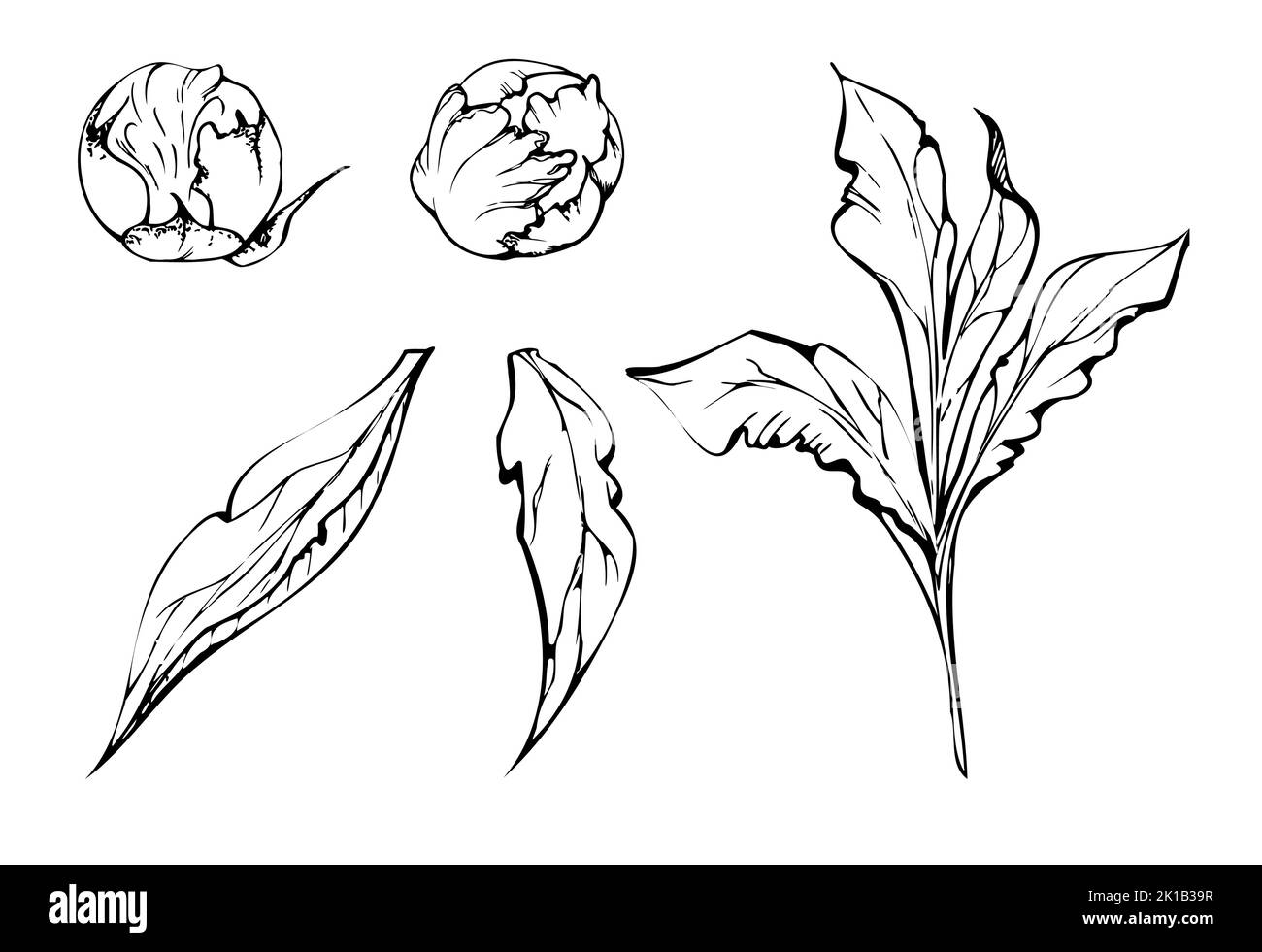 Set of hand drawn vector elements with peony flowers, buds and leaves ...
