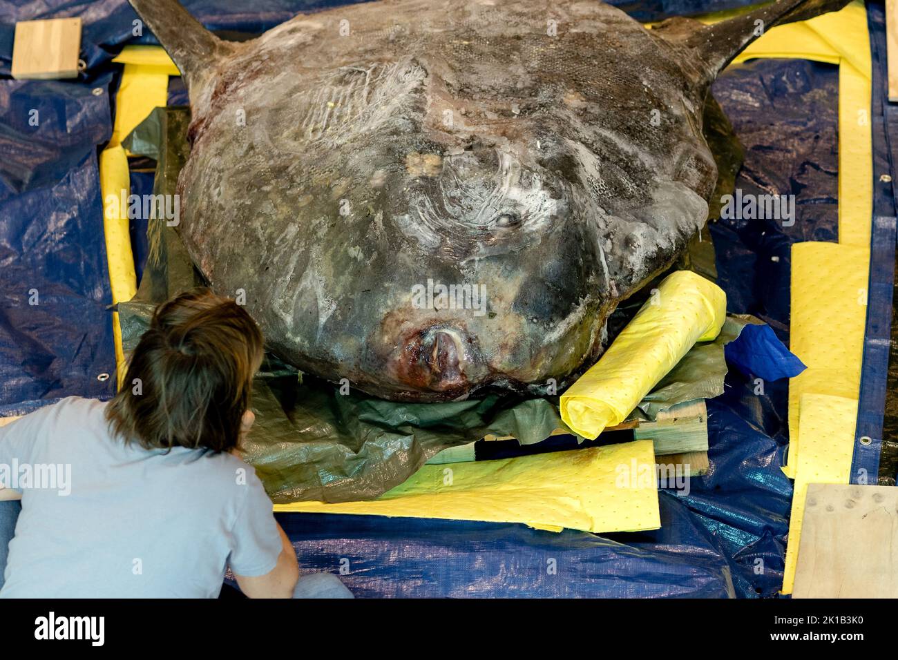 Leiden, Netherlands. 17th Sep, 2022. 2022-09-17 09:49:20 LEIDEN - A frozen sunfish weighing 400 kilograms in the Naturalis nature museum. The animal, almost 2 meters long and 184 centimeters high, washed ashore on Ameland last winter. On Saturday, under the watchful eye of visitors, the process of setting up was started. ANP SANDER KONING netherlands out - belgium out Credit: ANP/Alamy Live News Stock Photo