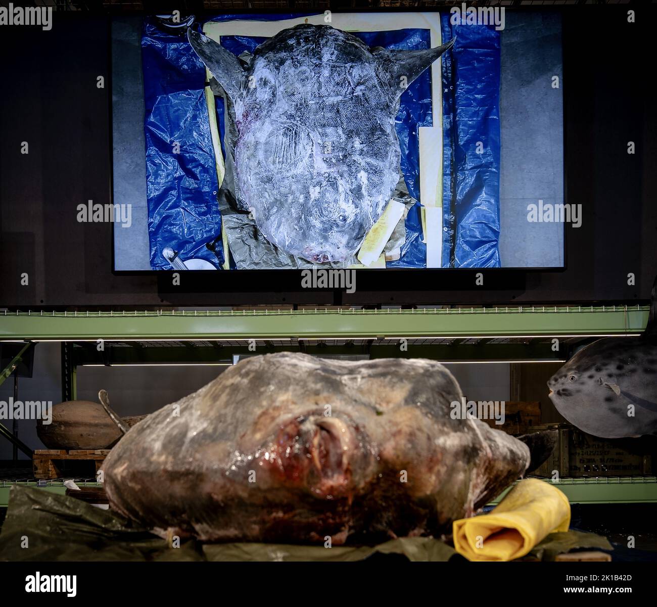 Leiden, Netherlands. 17th Sep, 2022. 2022-09-17 09:41:33 LEIDEN - A frozen sunfish weighing 400 kilograms in the Naturalis nature museum. The animal, almost 2 meters long and 184 centimeters high, washed ashore on Ameland last winter. On Saturday, under the watchful eye of visitors, the process of setting up was started. ANP SANDER KONING netherlands out - belgium out Credit: ANP/Alamy Live News Stock Photo
