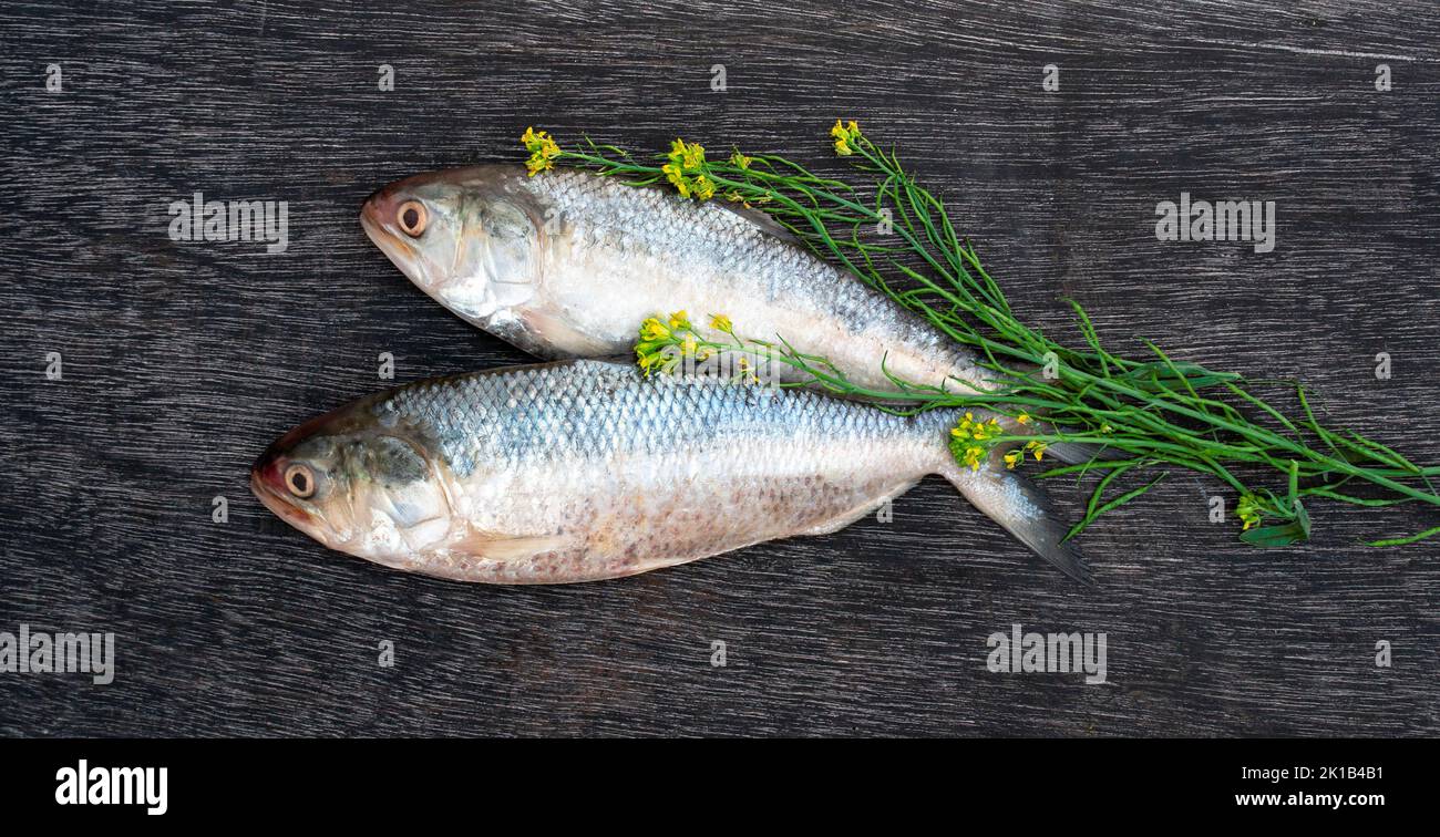 Tenualosa ilisha or Ilish fish with mustard plant on black board. Stock Photo