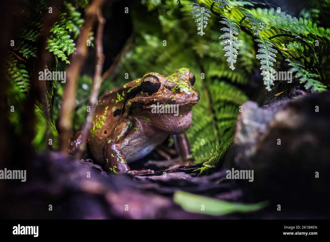 Mountain Chicken Frog (Leptodactylus fallax) or giant ditch frog, critically endangered rare species in the family Leptodactylidae, native to the Cari Stock Photo