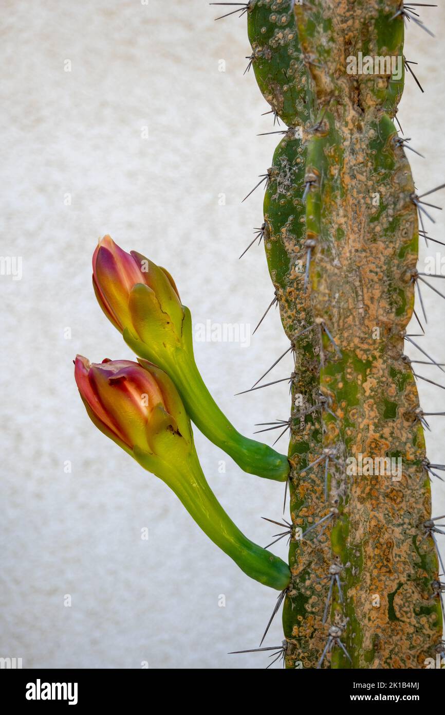 Cereus hildmannianus (Cereus alacriportanus Pfeiff.) cactus with flowers, plant in the family Cactaceae, region: Brazil, Paraguay. Stock Photo
