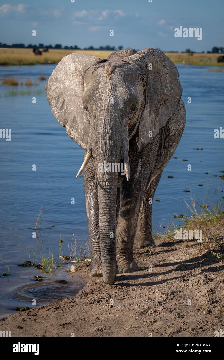 African bush elephant stands on sunlit riverbank Stock Photo - Alamy