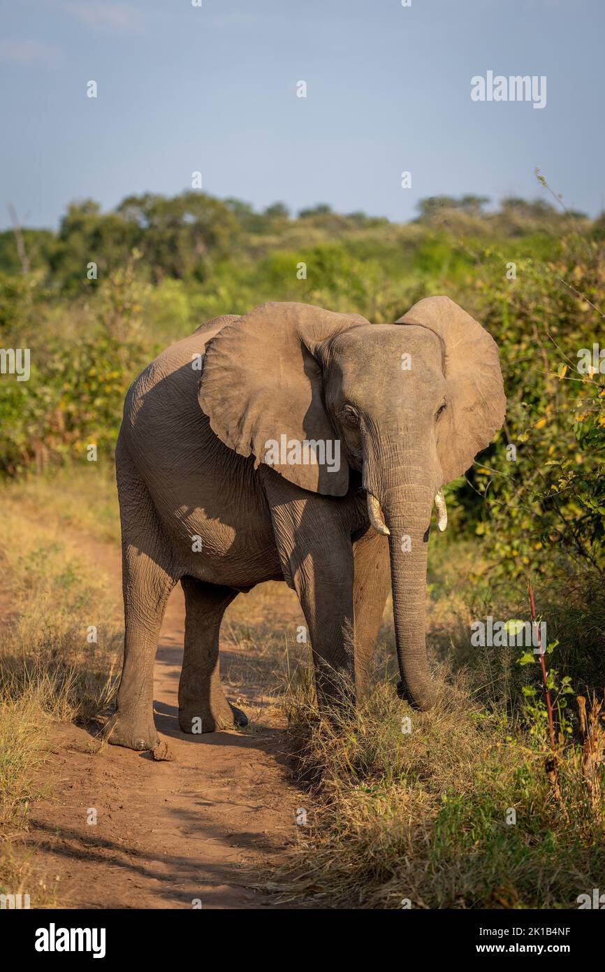 African bush elephant stands on sandy track Stock Photo - Alamy