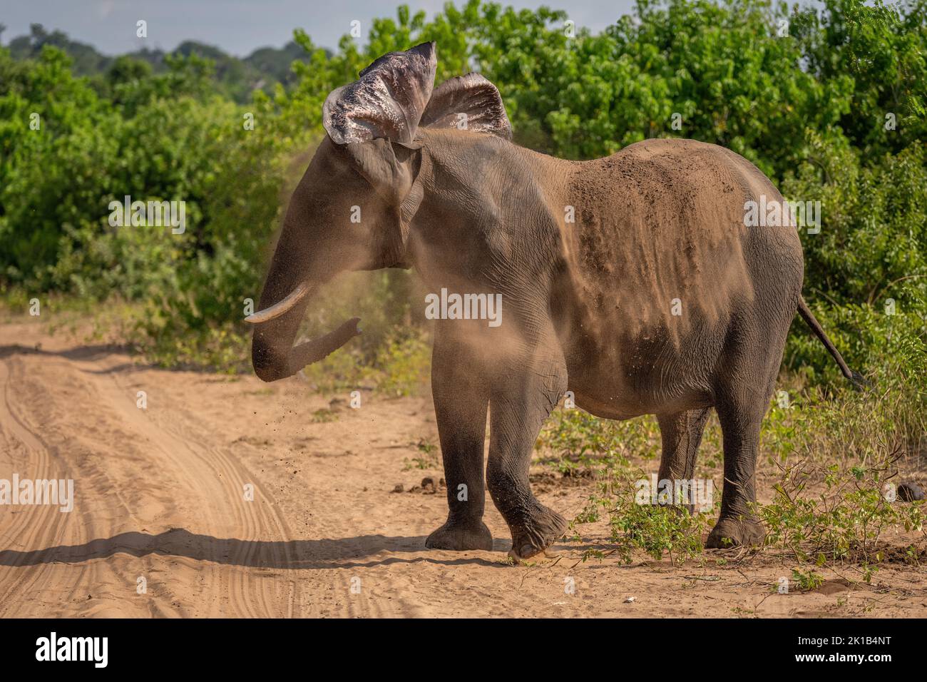 African bush elephant stands shaking off soil Stock Photo - Alamy