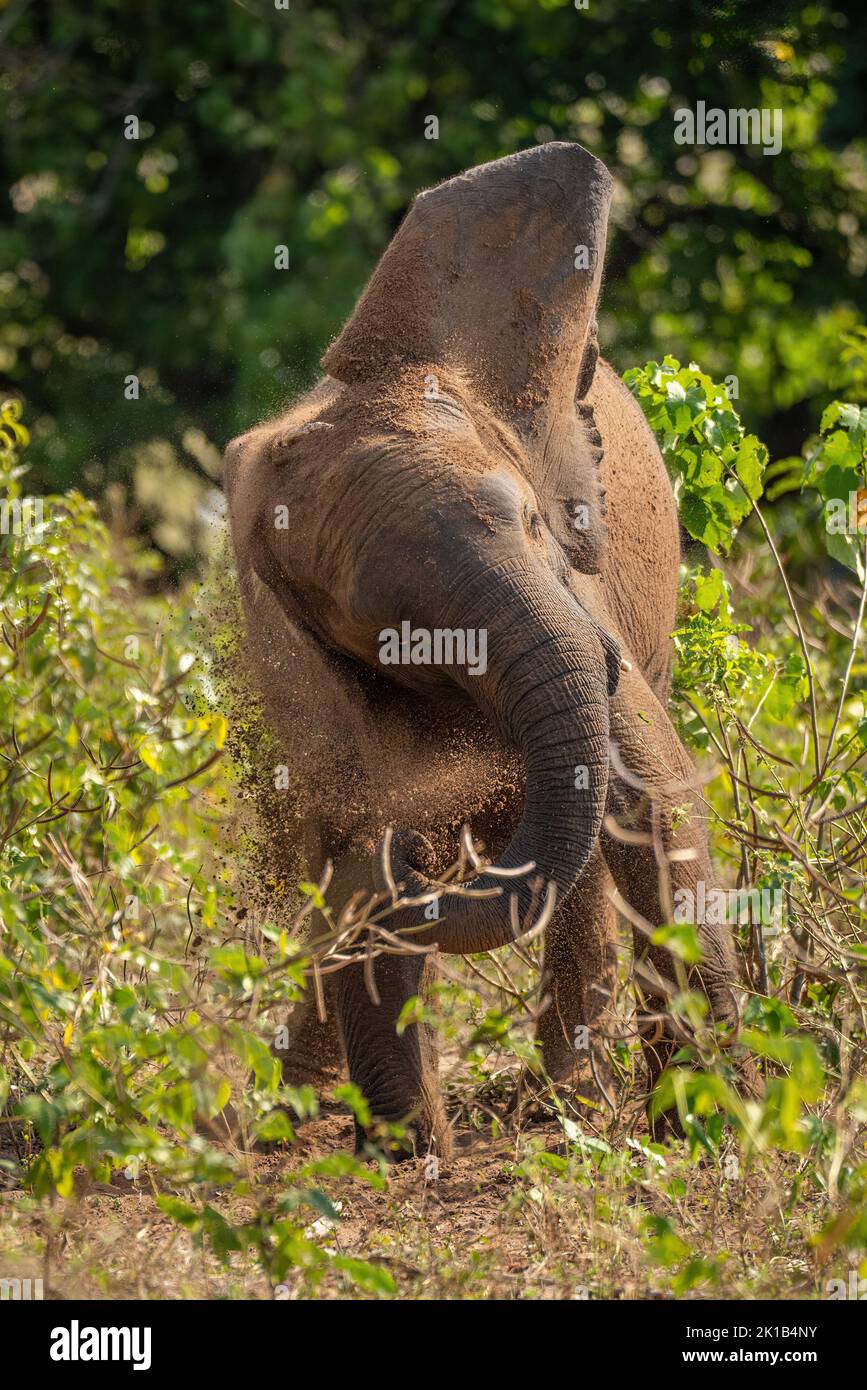 African bush elephant stands shaking dust away Stock Photo - Alamy
