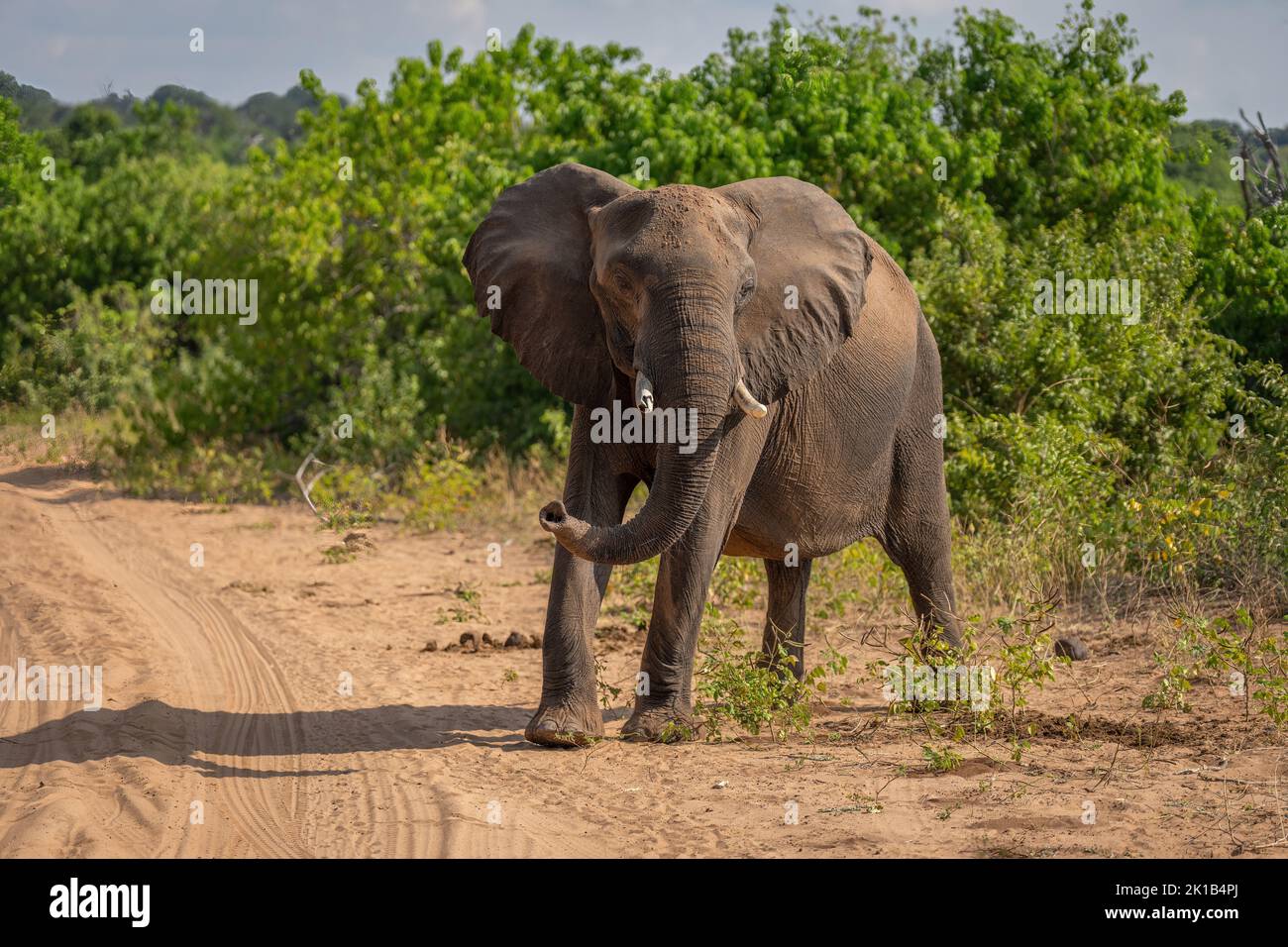 African bush elephant stands staring on track Stock Photo - Alamy