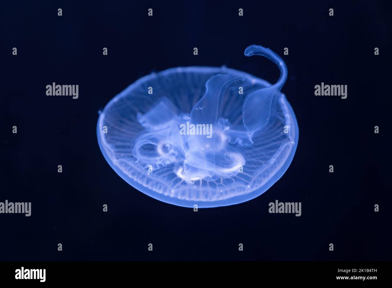 Moon jellyfish Aurelia spp. also called moon jelly or saucer jelly, family: Ulmaridae. Stock Photo