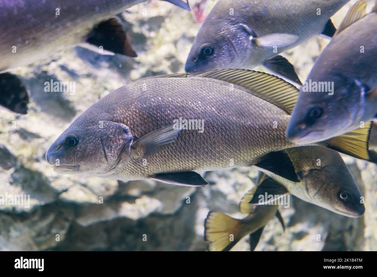 Brown meagre Sciaena umbra fish in the family Sciaenidae, region: Eastern Atlantic, Mediterranean Sea and Black Sea. Stock Photo