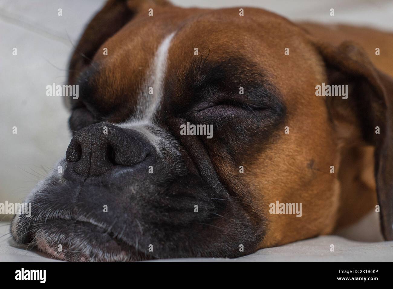 Boxer breed dog sleeping on the sofa Stock Photo Alamy