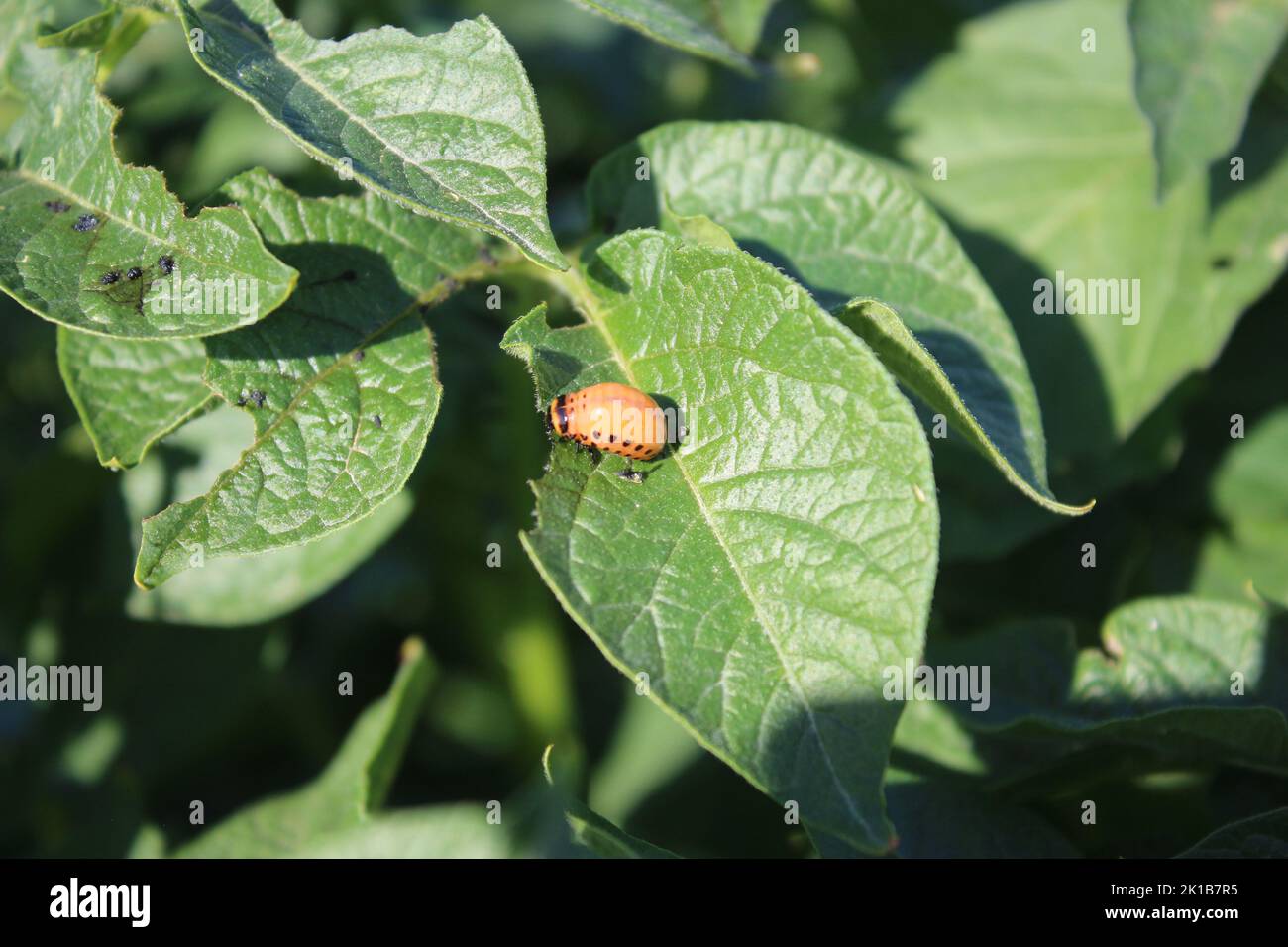 The Colorado potato beetle is a bright orange insect. Insects on the ...