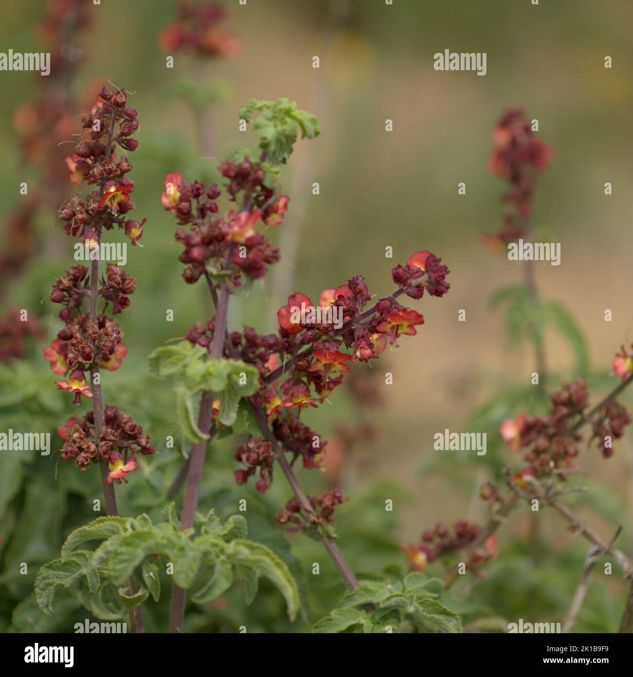 Flora of Gran Canaria - orange and red flowers of Scrophularia calliantha, belle figwort,  plant exclusively endemic to Gran Canaria and vulnerable sp Stock Photo