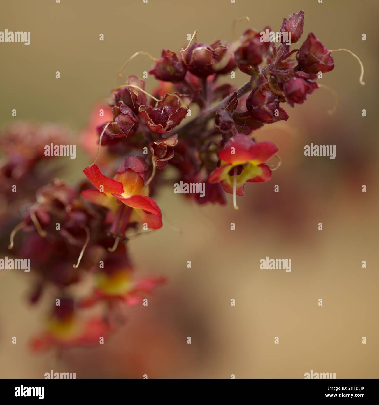 Flora of Gran Canaria - orange and red flowers of Scrophularia calliantha, belle figwort,  plant exclusively endemic to Gran Canaria and vulnerable sp Stock Photo