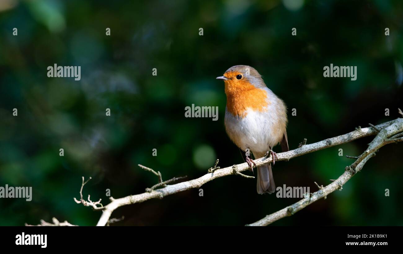 A robin in the UK during summer time. Stock Photo