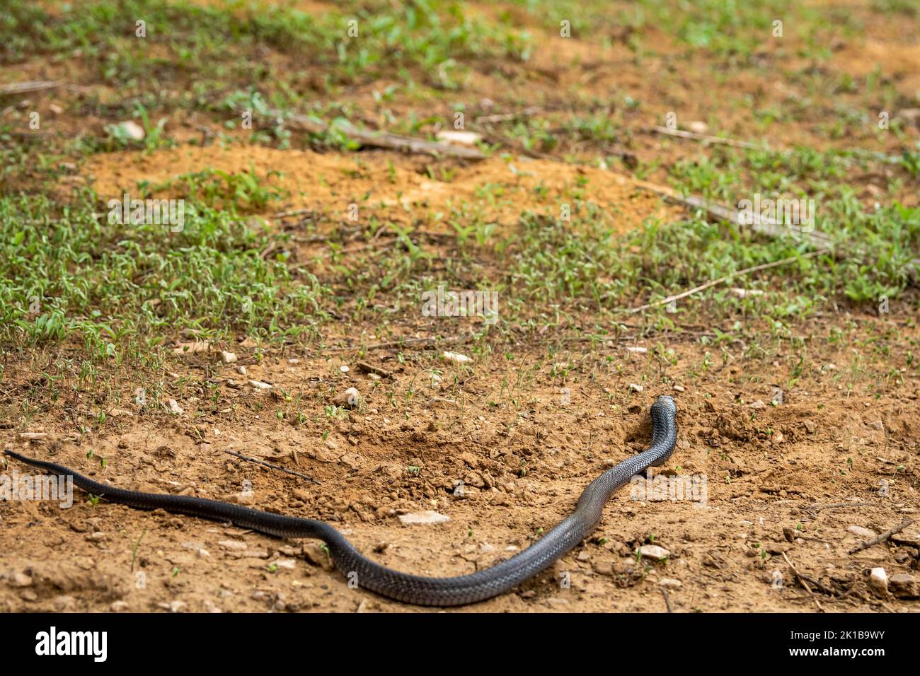 full length Indian cobra or Naja naja or spectacled cobra or Asian cobra a venomous snake serpent with tongue out at forest of central india Stock Photo