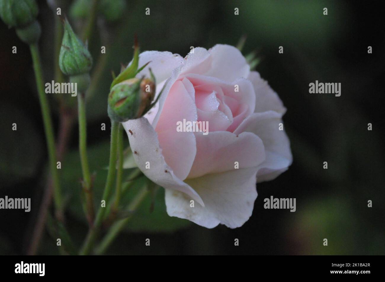 Sharifa Asma David Austin shurb rose. Pale pink old fashioned English rose. Macro shot or rose petals. Wedding flowers. Stock Photo