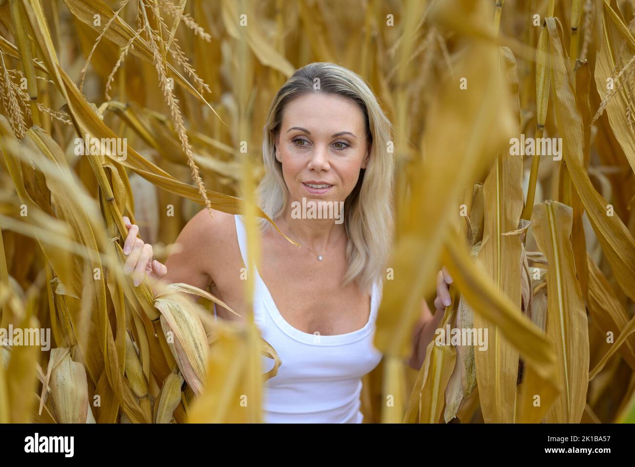 Beautiful attractive blond woman wearing a white top is standing in the middle of a corn field looking to the side smiling Stock Photo